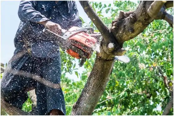 tree services Canyon Lake